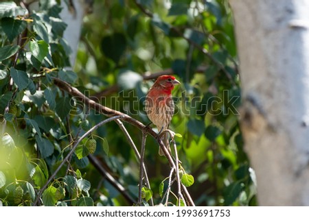 Beautiful red house finch picture