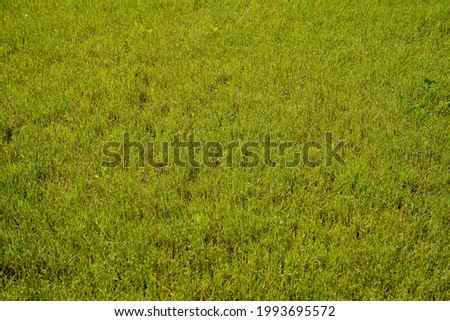 Lawn. Meadow bluegrass. Natural meadow lawn. Meadow fescue. Dense, dense lawn cover in the first year of planting. Frost-resistant grass, popular among landscape designers, grows quickly after winter