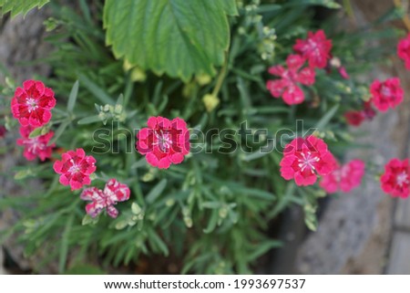 The perennial Dianthus pink-red blooms in June in the garden. Dianthus is a genus of flowering plants in the family Caryophyllaceae. Berlin, Germany 