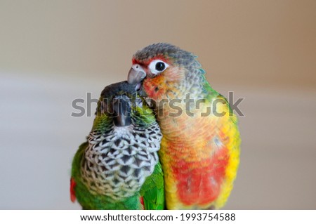 Happy Young black capped conure and high red yellow sided green cheeked conure enjoying each other's company cuddling scratching head Royalty-Free Stock Photo #1993754588