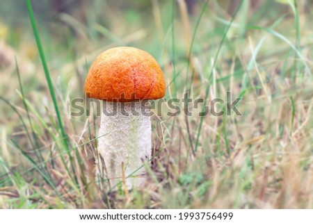 Small orange cap of boletus in the grass at the edge of the forest