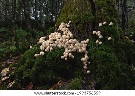 Large group of edible lycoperdon mushrooms known as puffball grows on a tree stump in the forest