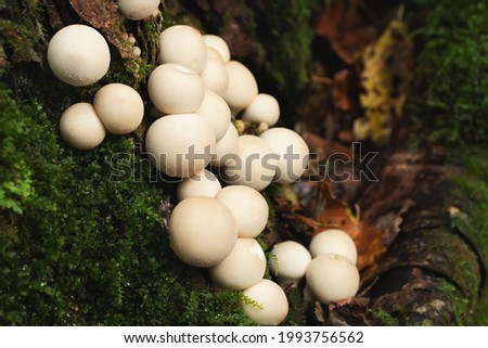 Group of edible lycoperdon mushrooms known as puffball grows on a tree stump in the forest