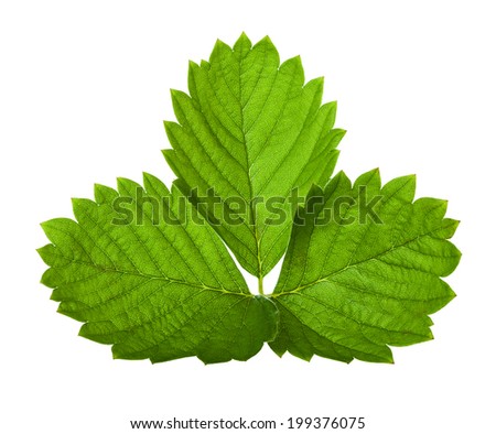 Strawberry leaf isolated on white background