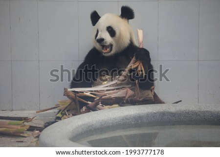 The giant panda shot in the Qinling Mountains in Xi 'an is a lovely animal.