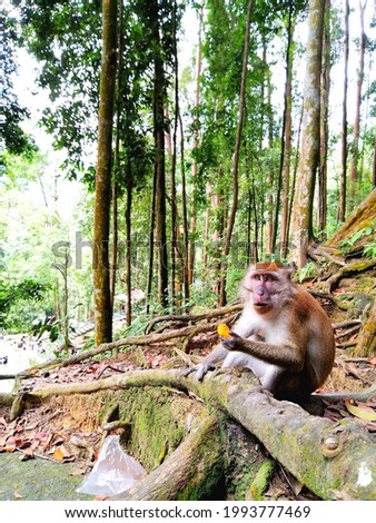 A picture of monkey eating at Kanching Waterfall, Selangor, Malaysia.