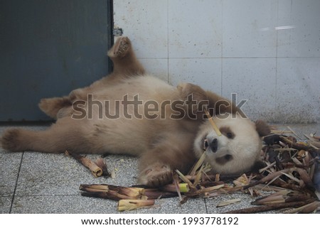 A brown giant panda, the only brown giant panda in captivity in the world, is pictured in the Qinling Mountains in Xi 'an.