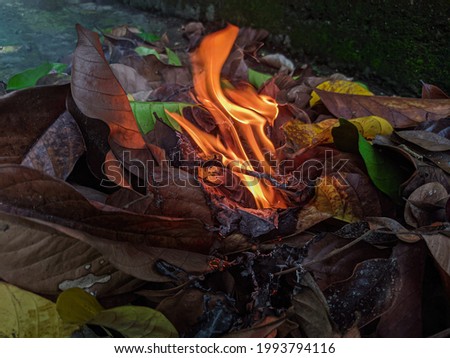 burning dry leaf in backyard