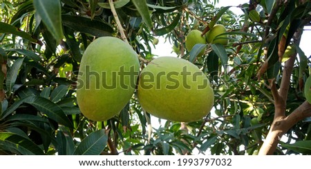 Close up of two mangoes on a mango tree