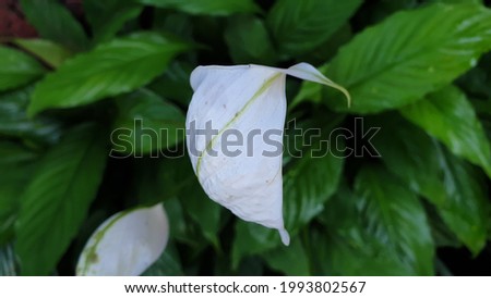 Asian Tropical Plant Spathiphyllum Kochii (Lily)