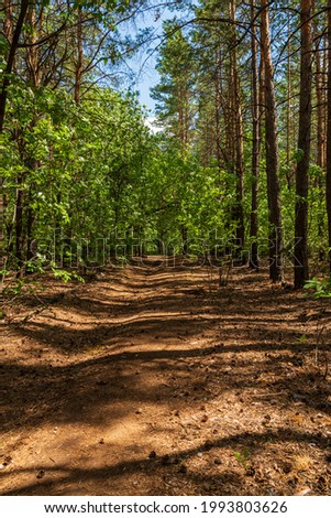 Coniferous road dotted with pine cones