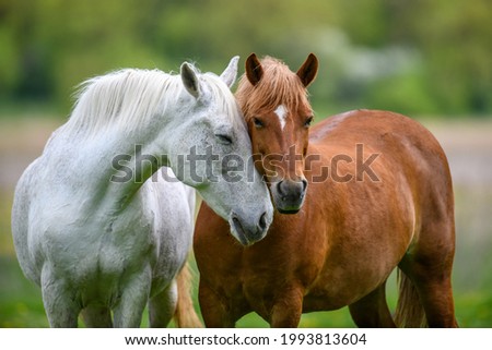 Two horses embracing in friendship in summer meadow Royalty-Free Stock Photo #1993813604