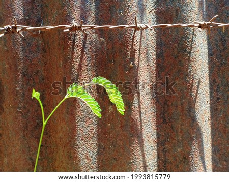rust tree leaf spine background 