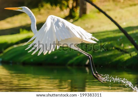 Animals in Wildlife - White Egrets