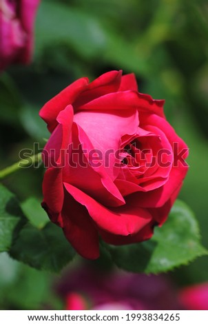 natural rose flower in garden