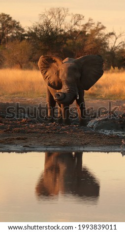 Elephant reflection in a waterhole, late afternoon light. In the Okavango Delta, Botswana.