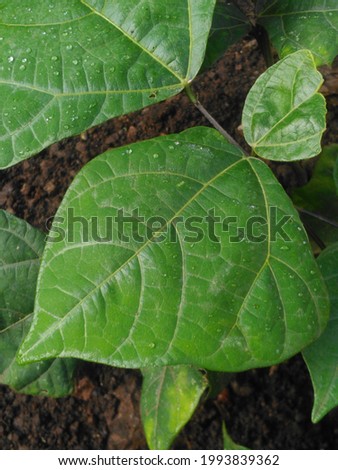 Bengkoang plant leaf texture from Indonesia