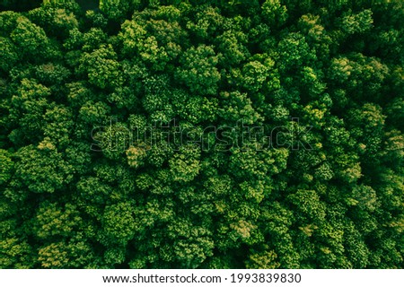 Summer in forest aerial top view. Mixed forest, green deciduous trees. Soft light in countryside woodland or park. Drone shoot above colorful green texture in nature Royalty-Free Stock Photo #1993839830