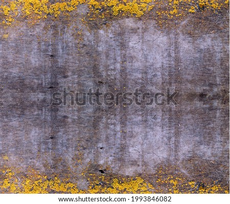 Old wooden scratched surface covered with lichen. Pantone colors yellow and grey.
