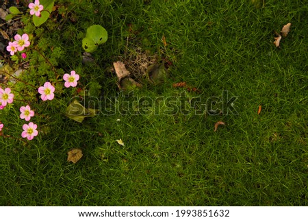 Green grass, green moss, pink flowers in the field