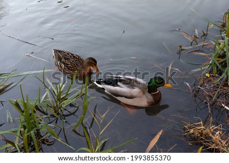 Picture of two mallard duck on the lake