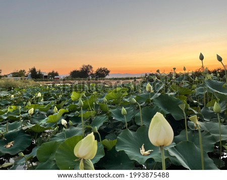 Northern California Lilly pad farm sunset Royalty-Free Stock Photo #1993875488