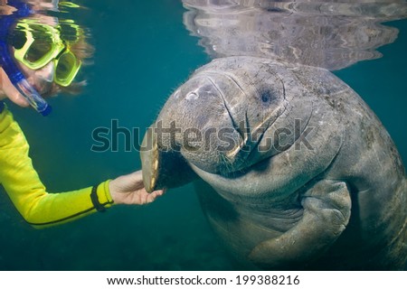 Selective focus of a female snorkeler greeting a manatee.  Focus is on the manatee. Some back-scatter in the turbid water.