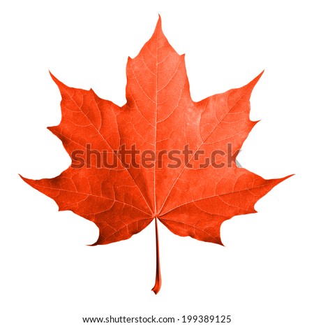 Red maple leaf isolated white background. Royalty-Free Stock Photo #199389125