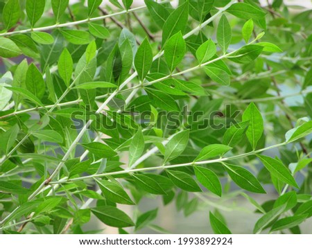 Green henna leaf, (mehedi tree)