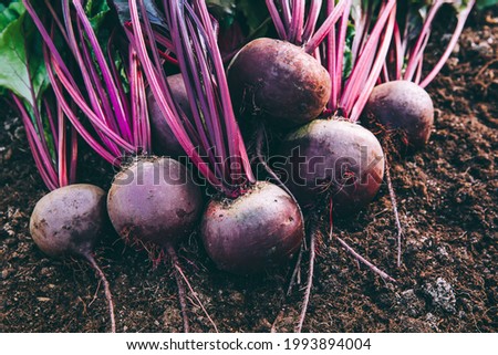 Fresh beets. Harvest fresh organic beet, beetroot on the ground. Royalty-Free Stock Photo #1993894004