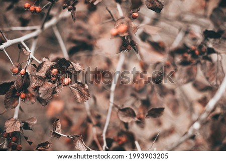 Soft focused Beautiful autumn scene with brown hawthorn branches with berries on blurred background. Fall natural outdoor landscape design for social media, seasonal quotes. Vintage sepia design