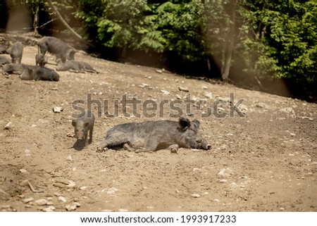 Cute black wild pigs lying in the swamp. Photo of wild nature