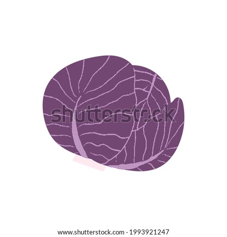 Red cabbage. Flat hand drawn textured illustration of purple head of cabbage. 
