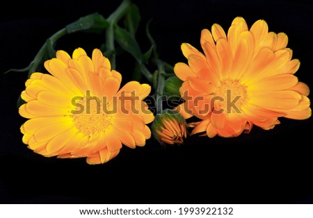 Calendula. Marigold flower isolated on black background.