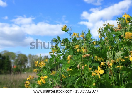 Selective focus on the vivid plant. Yellow flower and green leaves at a bush. Blurry background. Close up and isolated. Stockholm, Sweden, Europe.