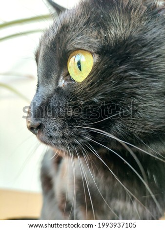 Black cat, cute kitten, beauty.