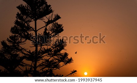 sunset scene in which birds are seen flying near the sun in the silhouette behind the Christmas tree