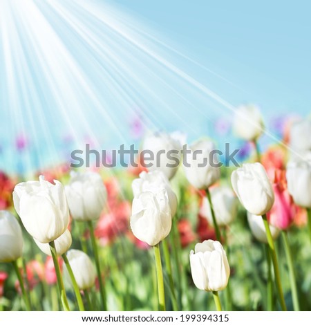 Beautiful spring meadow with tulips. Summer flowers with blue sky and sun rays.