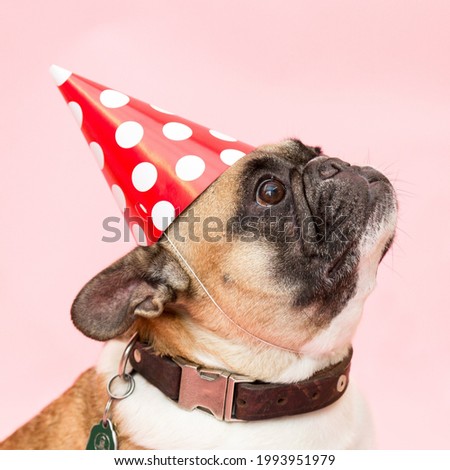 A picture of Birthday Pug