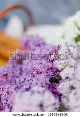 Flowers of wild lilacs are shot close-up on a macro. Beautiful spring screensaver on the phone, background for text