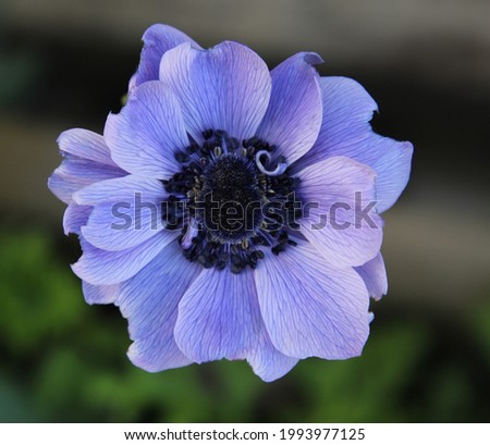 Spring garden pale purple anemone  Royalty-Free Stock Photo #1993977125