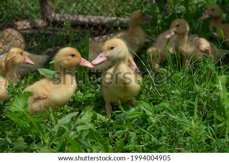 Yellow little ducklings in the grass.