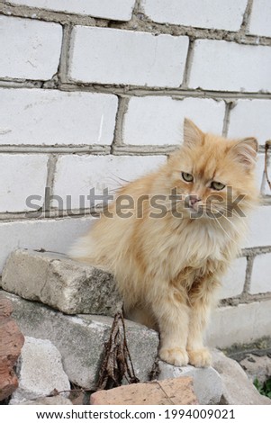 old fluffy red cat with golden eyes look mustache wool beauty