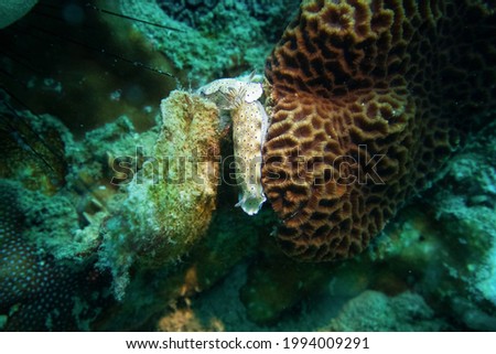 Underwater world with sea slug  and coral