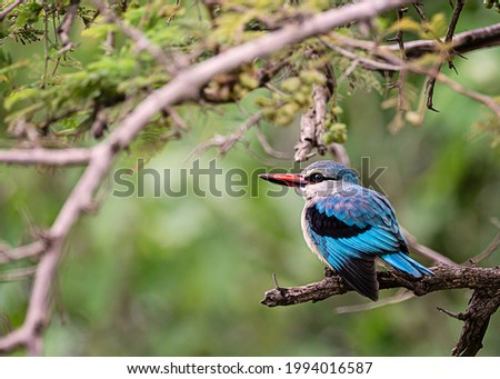 Woodlands Kingfisher on a branch