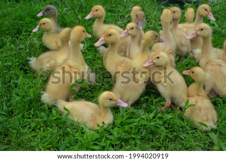 Yellow little beautiful ducklings walk on the green grass on a summer day.