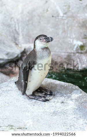 a penguin standing on an ice cube