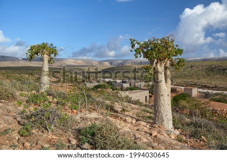 A view of cucumber trees (Dendrosicyos socotranus) and a rural traditional village in Socotra island, Yemen Royalty-Free Stock Photo #1994030645