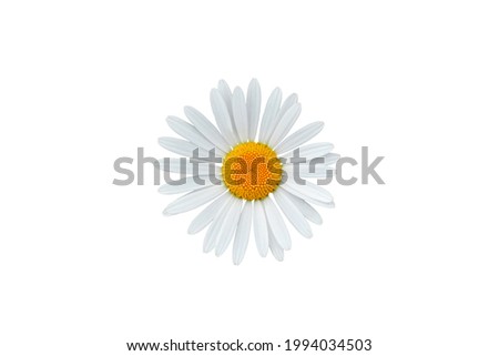 Beautiful daisy blossom isolated on white background
