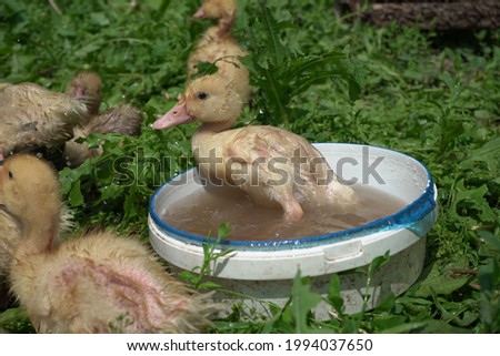 Duckling bathing, wet yellow duckling.